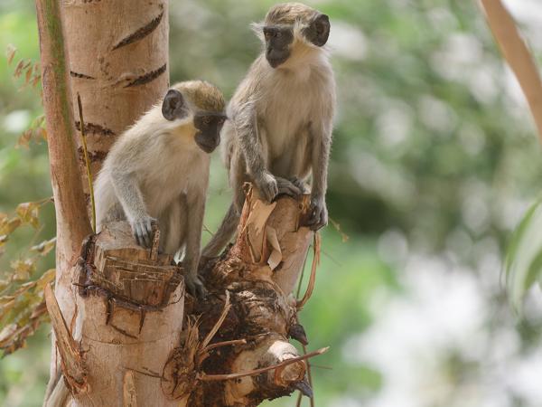 <h3><a href="/trips/gambia/biota/animalia/chordata/mammalia/primates/cercopithecidae/chlorocebus sabaeus/chlorocebus sabaeus-nl.html">Chlorocebus&nbsp;sabaeus</a> / Green&nbsp;monkey / </h3>OM-1 Mark II met OLYMPUS M.150-400mm F4.5, 1/2000 sec  bij F4.5, ISO 1250, afstand 14.8&nbsp;m